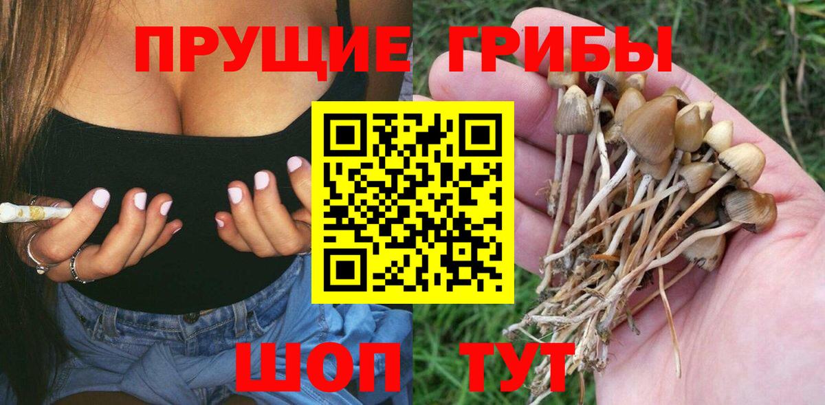 Псилоцибиновые грибы Psilocybine cubensis Россия
